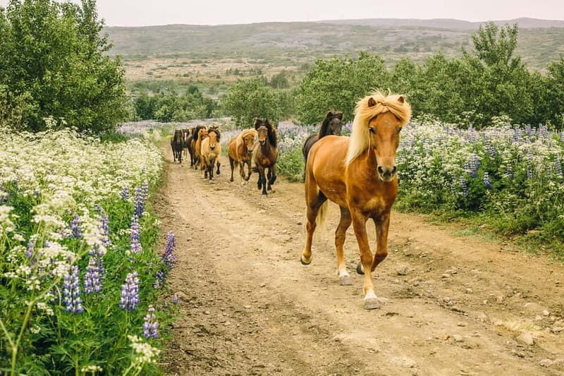 From Reykjavík: Icelandic Horse Riding Tour in Lava Fields - The Horses and Guides
