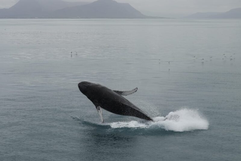 From Reykjavik: Whale Watching Tour - Authentic Experiences from Reviews