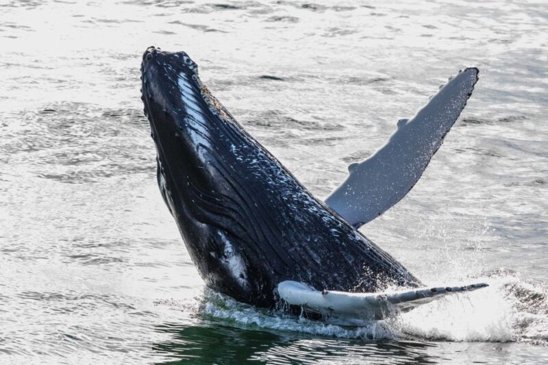 From Reykjavik: Whales and Northern Lights Boat Tour - Exploring the Itinerary and What to Expect