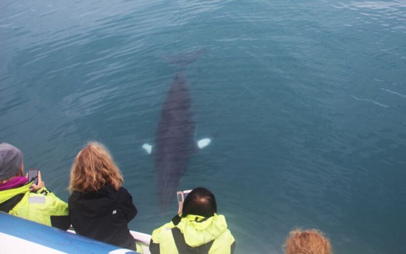 From Reykjavik: Whales and Northern Lights Boat Tour - How the Tour Fits Into Your Iceland Trip
