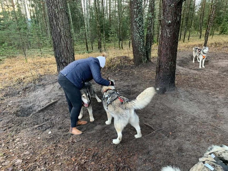 From Riga: Husky Sledding or Wheel Kart Tour - From Riga: Husky Sledding or Wheel Kart Tour — A Complete Review