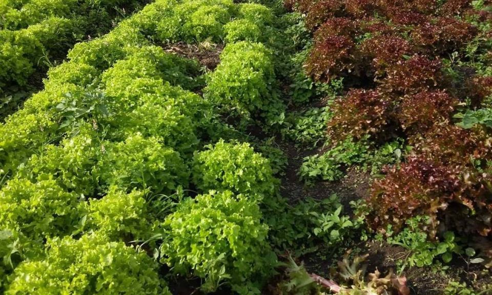 From Rio: Brejal Countryside Farm and Nature Day Trip - Frequently Asked Questions