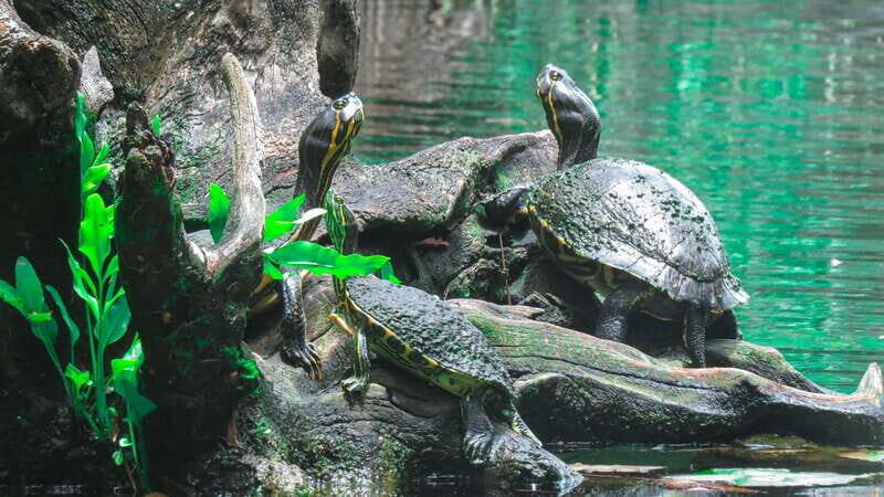 From Riviera Maya: 3 Cenotes Adventure Tour with Lunch - The Guides: Knowledgeable and Supportive