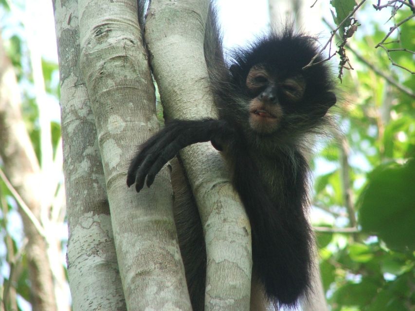From Riviera Maya: Coba, Punta Laguna and Cenote Day Trip - Frequently Asked Questions