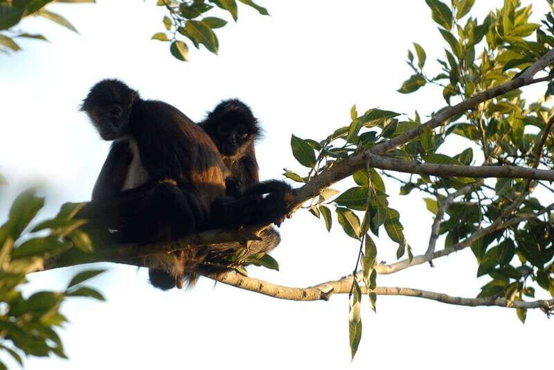 From Riviera Maya: Coba, Punta Laguna & Cenote Guided Trip - Final Thoughts