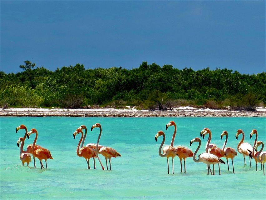 From Riviera Maya: Holbox Full-Day Tour With Lunch - Frequently Asked Questions