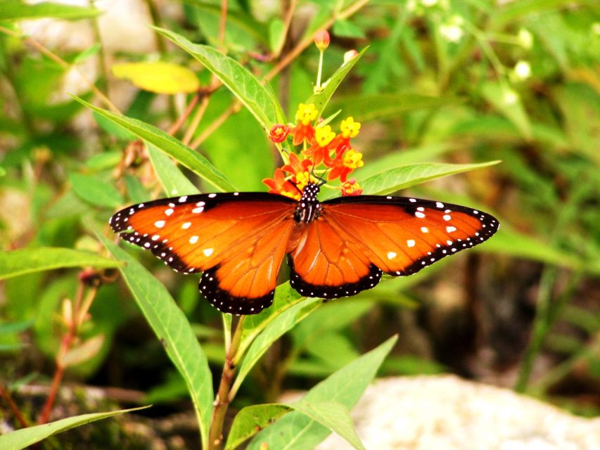 From Riviera Maya: Mayan Ruins & Sian Kaan Reserve Tour - Food Tasting Experience