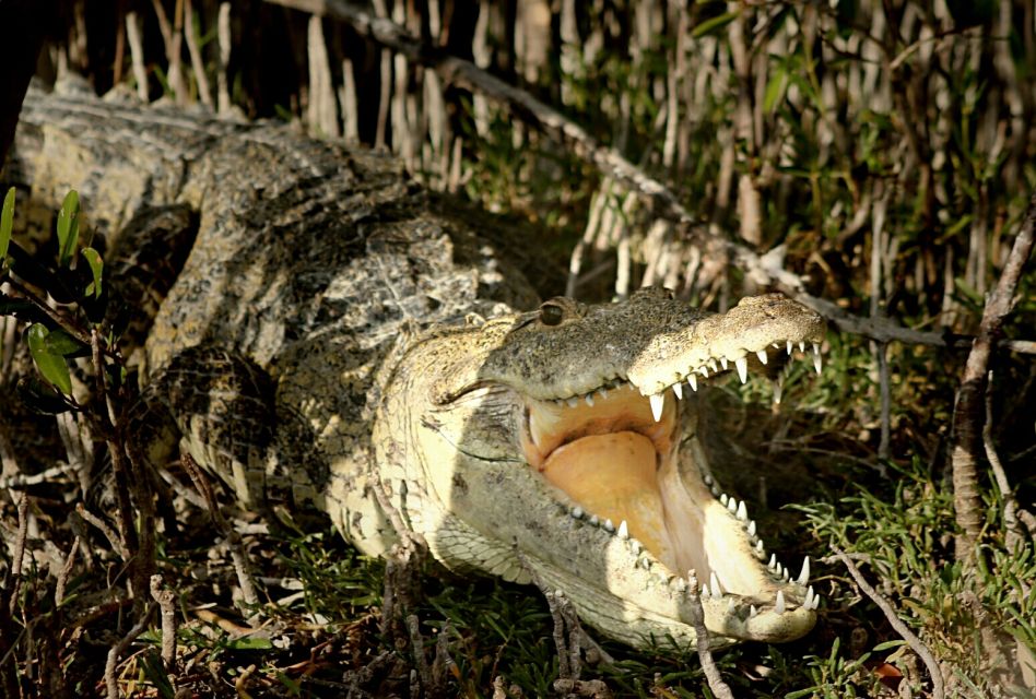 From Riviera Maya: Sian Kaan Half Day Tour W/ Lunch - Explore the Sian Kaan Biosphere