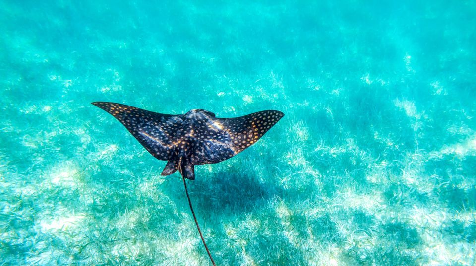 From Riviera Maya: Sian Kaan Half Day Tour W/ Lunch - Boat Tour of Lagoons and Cenotes