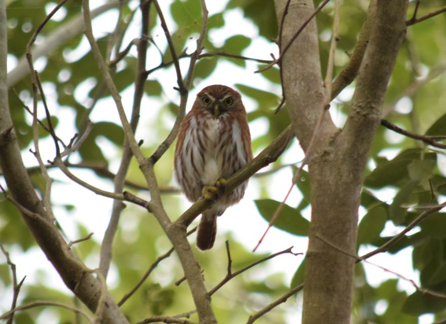 From Riviera Maya: Sian Kaan Muyil Birdwatching With Guide - Birdwatching in Mayan Community