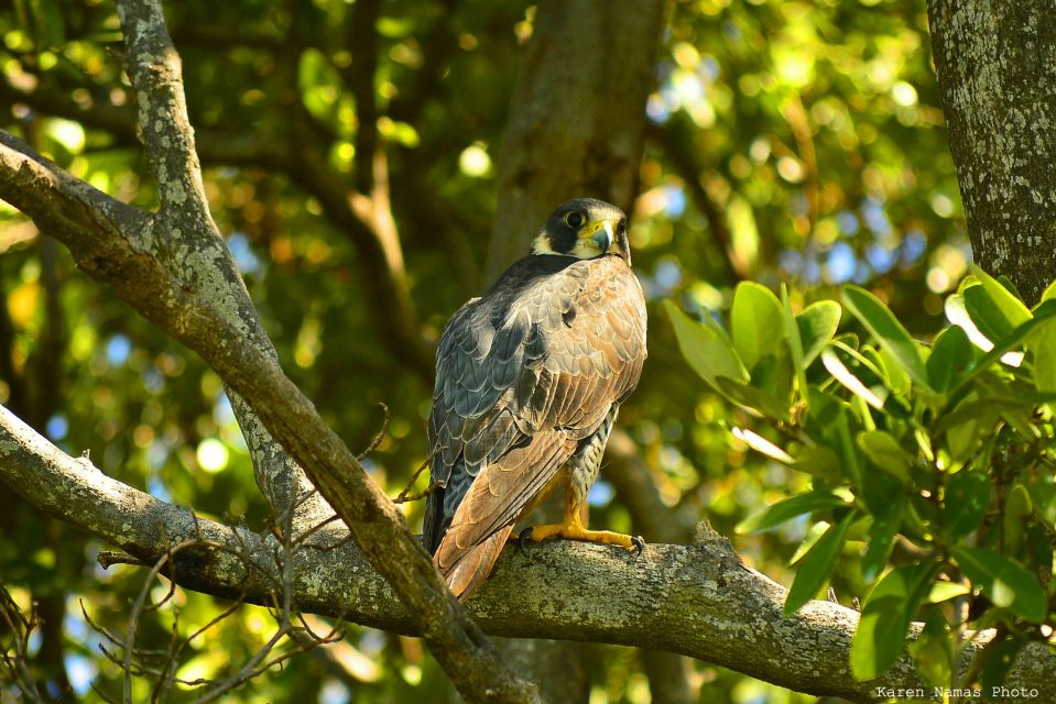 From Riviera Maya: Sian Kaan Muyil Birdwatching With Guide - Light Breakfast Refreshment