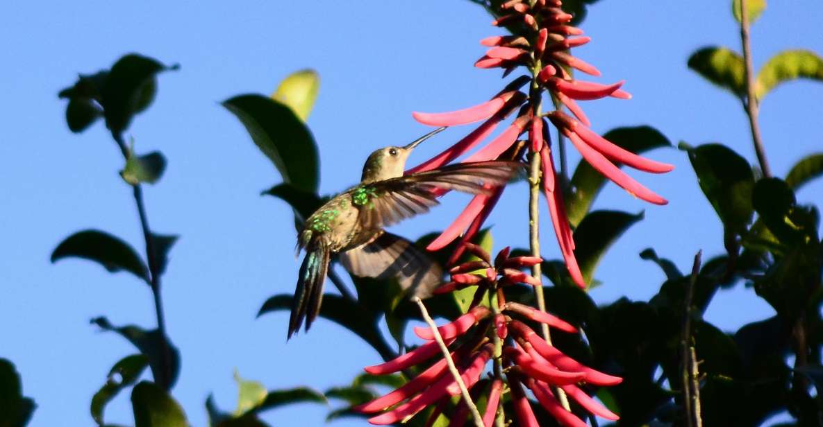 From Riviera Maya: Sian Kaan Muyil Birdwatching With Guide - Glistening Lagoon Destination