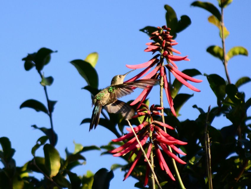 From Riviera Maya: Sian Kaan Muyil Birdwatching With Guide - Important Tour Details
