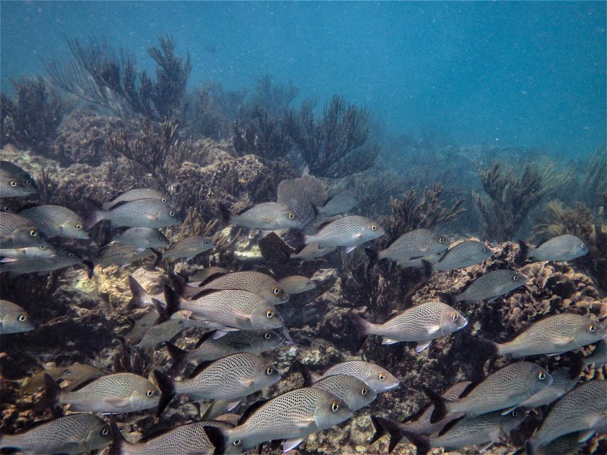 From Riviera Maya: Snorkeling & Private Cenote Half-Day Tour - Lunch Break