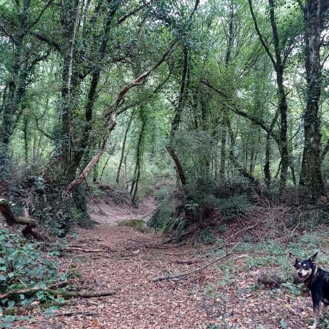 From Rome: Trekking to Cesano's Woods with Lunch - A Natural Escape Near Rome  