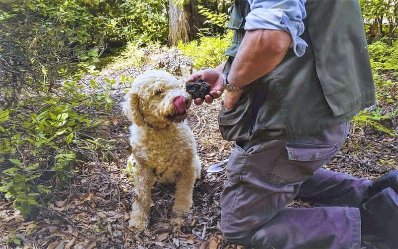 From Rome: Truffle Hunt and Wine Tasting in Umbria - Who Will Love This Tour?
