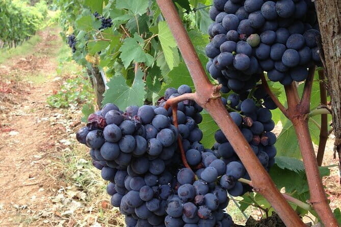 From Rome: Tuscany Wine Tour, San Gimignano & Florence - The Itinerary: What to Expect