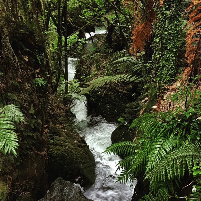 From Rotorua: Wai-O-Tapu, Waimangu and Te Puia Full-Day Tour - Tour Highlights