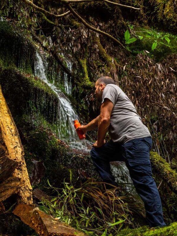 From Rotorua: Whirinaki Rainforest Guided Cultural Tour - Who Will Love This Tour?