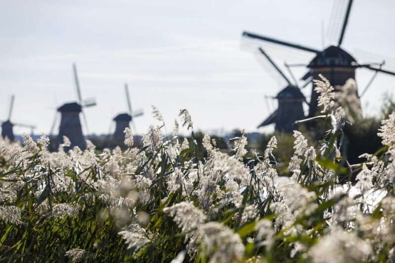 From Rotterdam: Kinderdijk, Delft & The Hague Private Tour - Key Points