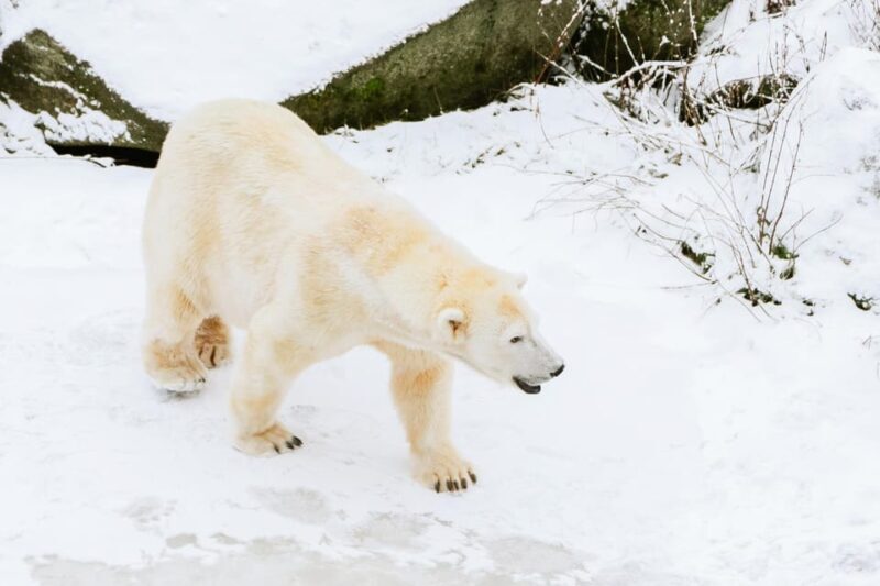 From Rovaniemi: Family Friendly Visit to Ranua Wildlife Park - An In-Depth Look at the Ranua Wildlife Park Tour