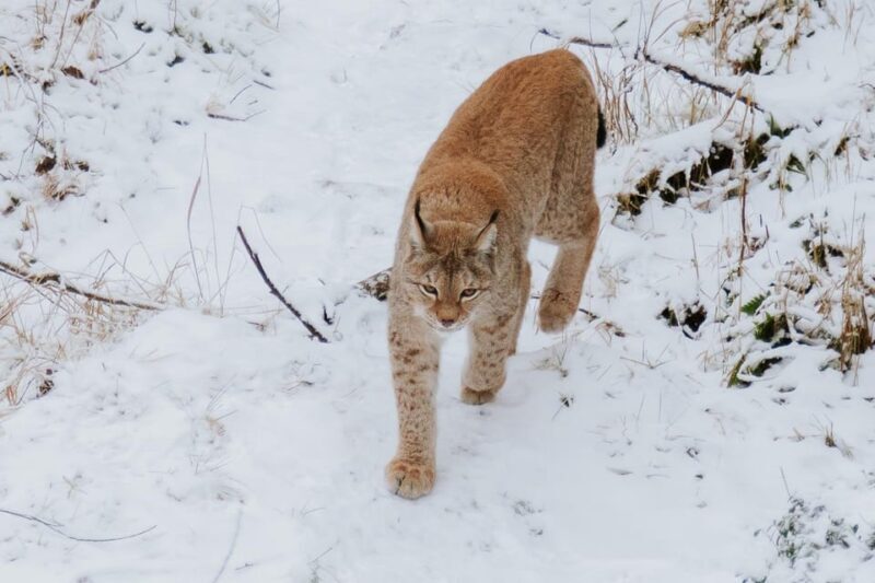 From Rovaniemi: Family Friendly Visit to Ranua Wildlife Park - Practical Tips and Considerations