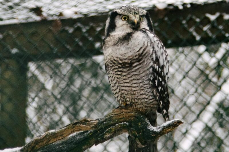 From Rovaniemi: Family Friendly Visit to Ranua Wildlife Park - FAQ