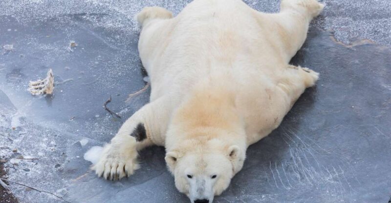 From Rovaniemi: Ranua Wildlife Park Experience - Park Features and Trails