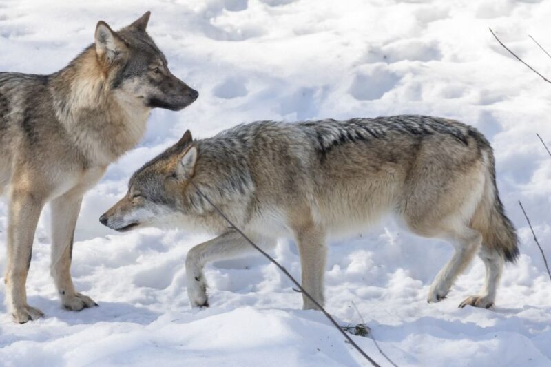 From Rovaniemi: Ranua Wildlife Park Experience - Booking Details