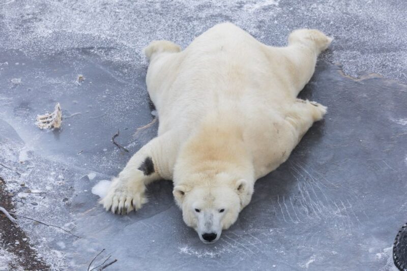 From Rovaniemi: Ranua Wildlife Park Experience - Age and Participation Guidelines