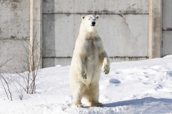 From Rovaniemi: Ranua Wildlife Park Experience - Visitor Feedback