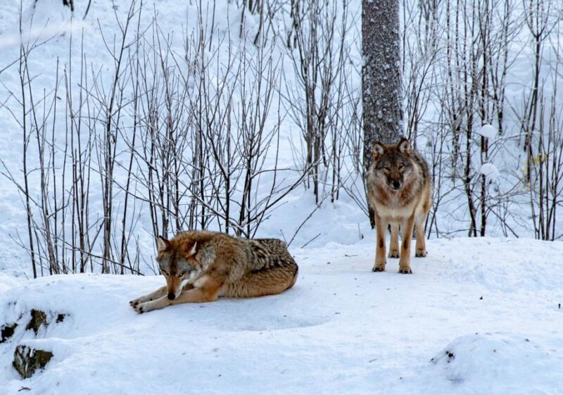 From Rovaniemi: Return Transfer to Ranua Zoo by Private Van - Important Information
