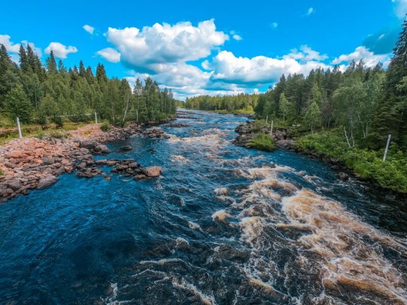 From Rovaniemi: Vikaköngäs Forest Hiking Tour - What You Can Expect from the Tour