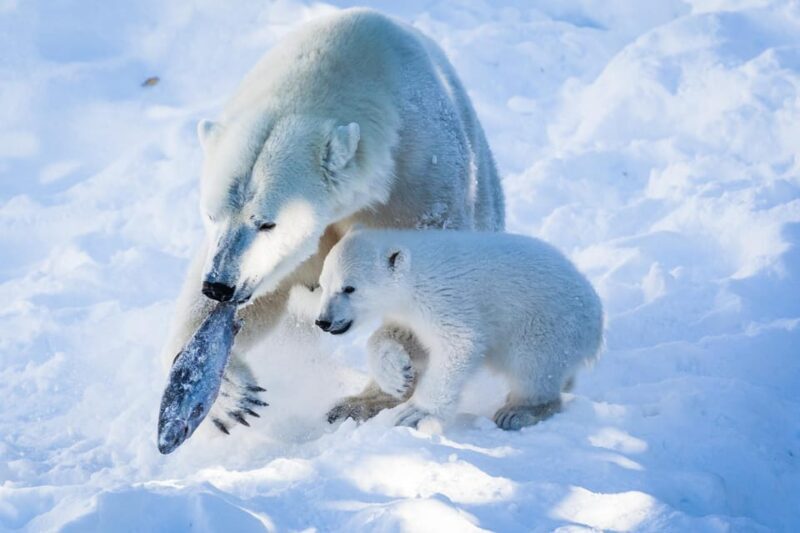 From Rovaniemi: Visit Wildlife Park in Ranua - Introduction