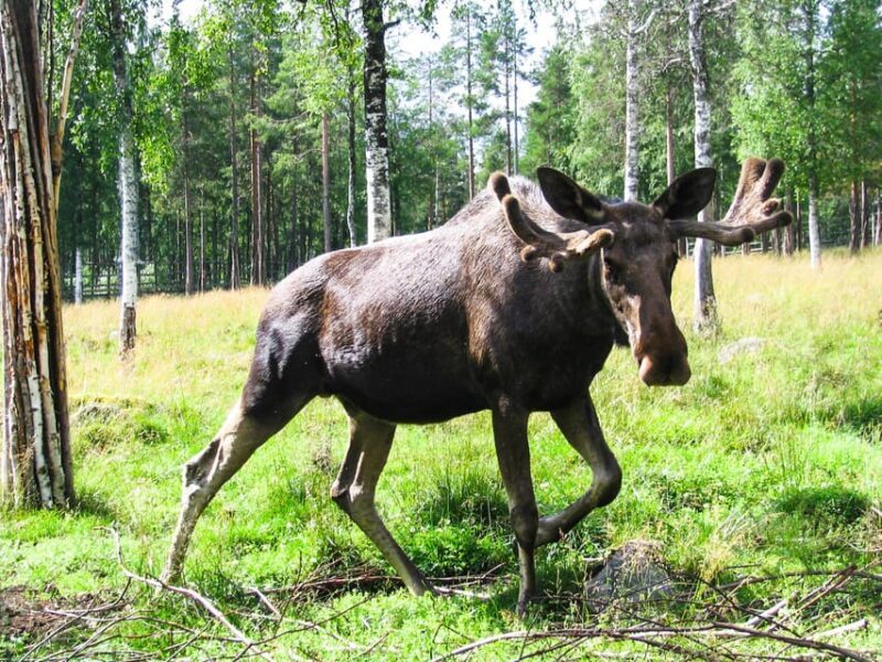 From Rovaniemi: Visit Wildlife Park in Ranua - Key Points