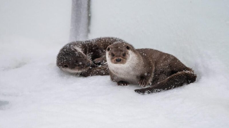 From Rovaniemi: Visit Wildlife Park in Ranua - Final Thoughts