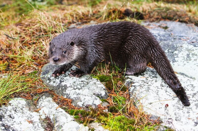 From Rovaniemi: Visit Wildlife Park in Ranua - FAQs