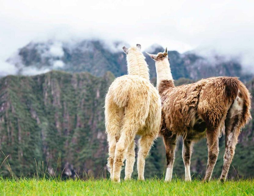 From Sacred Valley: Pisaq and Ollantaytambo + Machu Picchu - Inclusions and Benefits