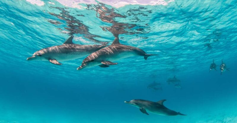 From Safaga: Dolphin Watching Cruise With Lunch and Drinks - Good To Know
