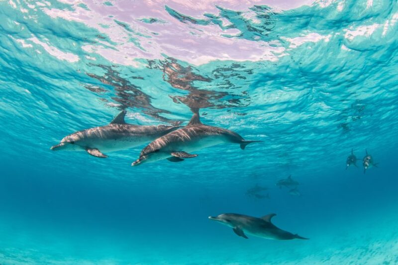 From Safaga: Dolphin Watching Cruise With Lunch and Drinks - Detailed Itinerary