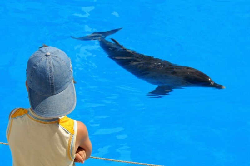 From Safaga: Dolphin Watching Cruise With Lunch and Drinks - Unique Highlights