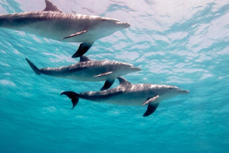 From Safaga: Dolphin Watching Cruise With Lunch and Drinks - Customer Feedback