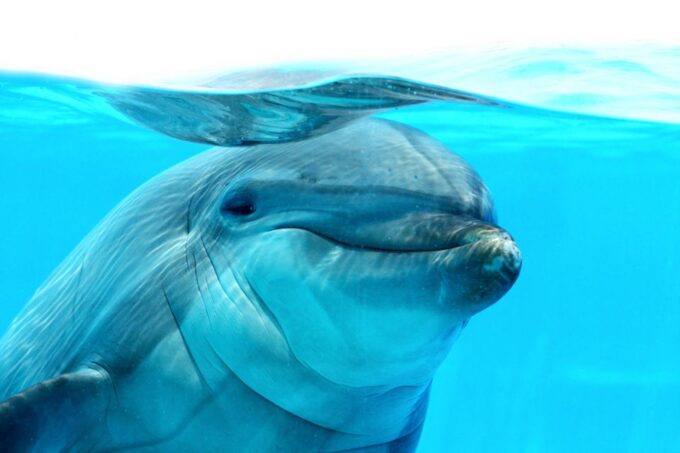 From Safaga: Dolphin Watching Cruise With Lunch and Drinks - Pricing Information