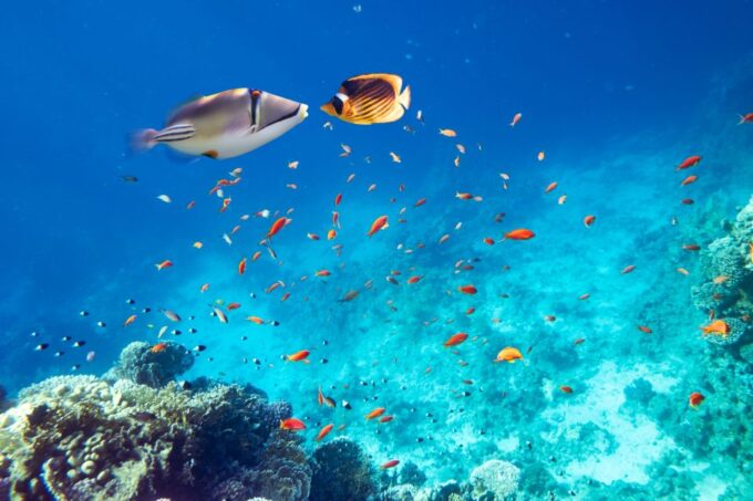 From Safaga: Dolphin Watching Cruise With Lunch and Drinks - Booking and Cancellation