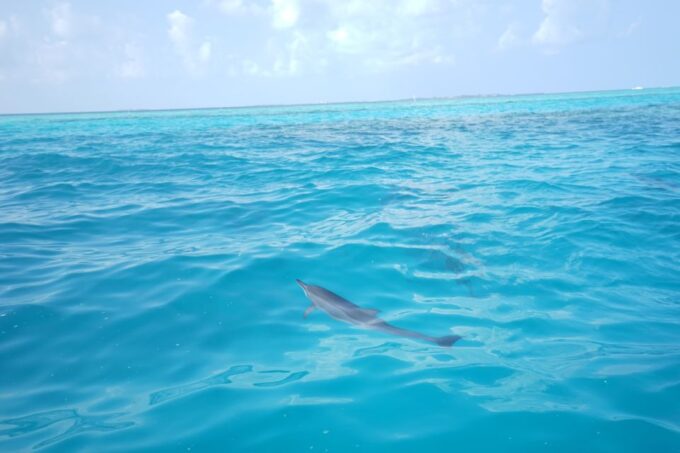 From Safaga: Dolphin Watching Cruise With Lunch and Drinks - Tips for Travelers