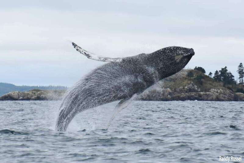 From Saint John: Saint Andrews Whale Watching Tour - An In-Depth Look at the Tour Experience