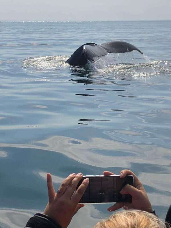 From Saint John: Saint Andrews Whale Watching Tour - Final Thoughts