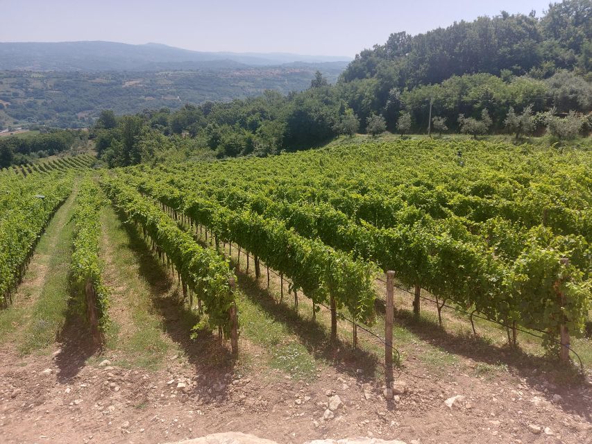 From Salerno: Irpinia Wine Tour Half-Day Trip - Vineyard Exploration