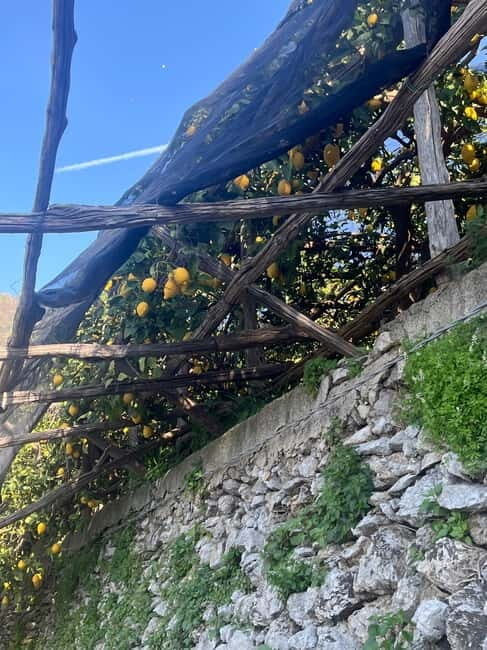 From Salerno: Lemon Tour with Tasting Session and Transfer - Final Thoughts: Who Will Appreciate This Tour?