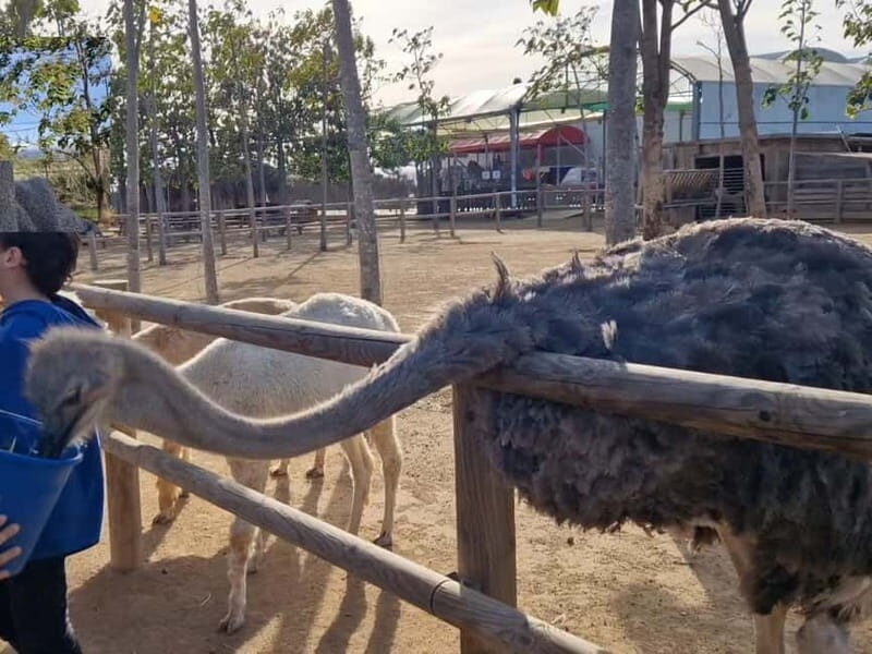 From Salou: animal farm park with hotel pickup - Who Will Love This Experience?